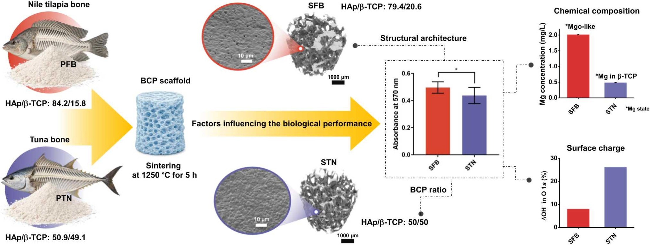 Beyond phase composition: Unravelling the physicochemical origins of bioactivity in fish bone-derived biphasic calcium phosphate scaffolds  